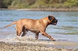 BULLMASTIFF 071